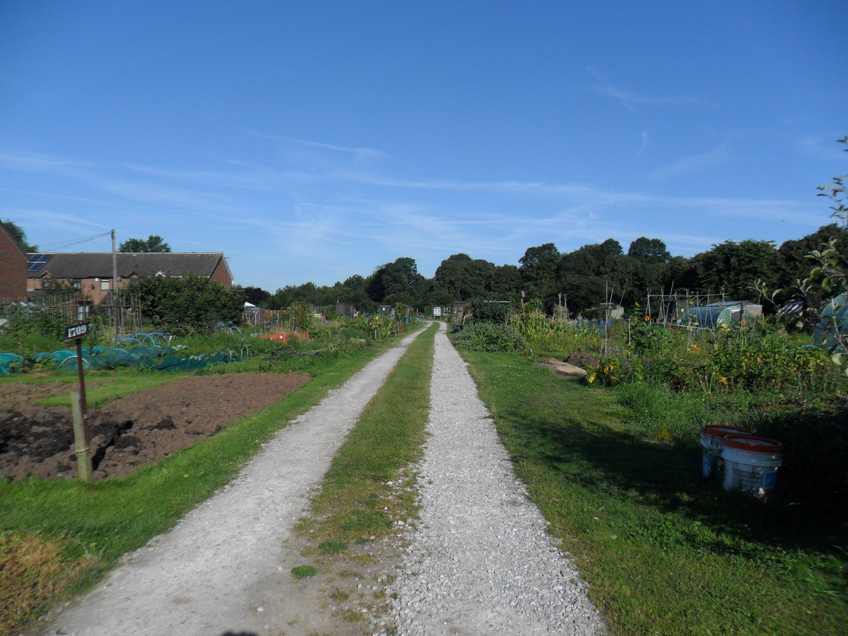 Road through Allotment 